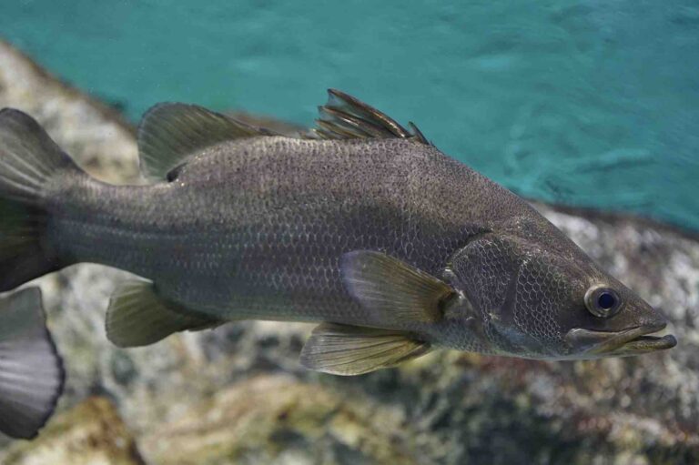 Okoń nilowy – co to za ryba? Opinie, cena za 1 kg, jak smakuje, czy jest zdrowy