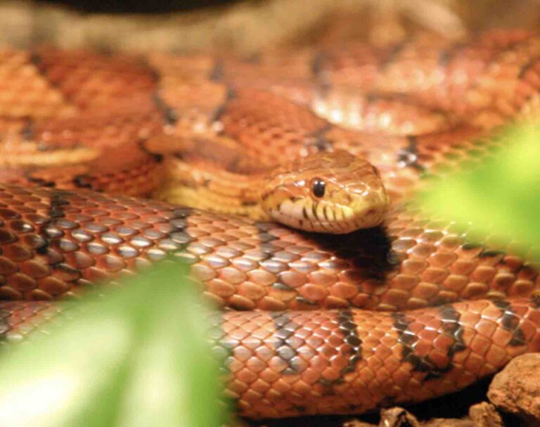 Wąż zbożowy czy jest jadowity? Ile żyje wąż zbożowy? Ile kosztuje wąż zbożowy? Czy wąż zbożowy gryzie?